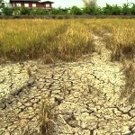 Grow-billion-trees-food-water-scarcity