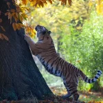 grow-billion-trees-to-support-wild-life