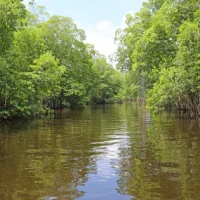 iStock-510414931-mangroves