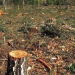 nurserylive-tree-plantation-problem-6